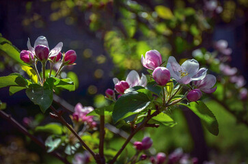 A blooming apple tree illuminated by the sun in the garden.