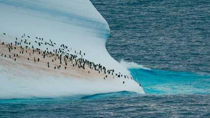 Antarctica Penguins Ride Iceberg Splashing Wave. Pairs of Gentoo and Chinstrap Penguins Group Together Ice Floating in Ocean. Natural Habitat Colony