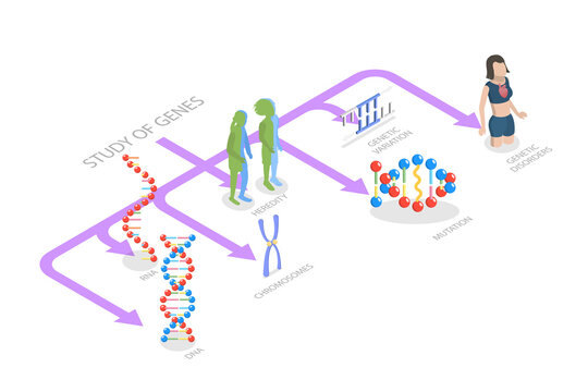 3D Isometric Flat  Illustration of Genetics And Gene Learning, Diagram Outlining Various Genetic And Gene Learning Subjects Within The Field Of Genetics.