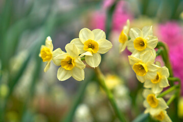 Narcissus in spring blossom on a rainy day