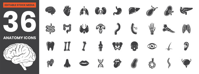 Filled Human Anatomy Icons Set Including Heart, Brain, Lungs, Skeleton, Nervous System, Digestive System, Medical Education, Editable Vector File for Infographics and Educational Design