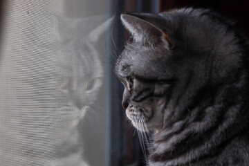 British shorthair cat looking out window with reflection