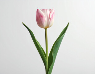 Fototapeta premium Tulpe