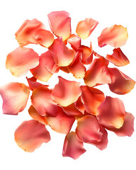 Rose petals gently scattered with organic randomness, natural folds and depth, isolated on white background. 