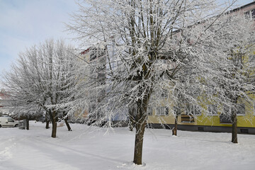 Hoar frost on trees in winter in Warmia, Poland