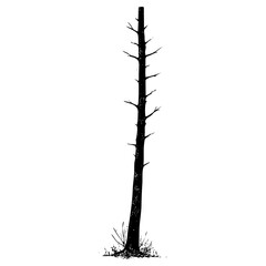 Dead tree standing alone in a field