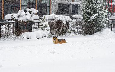 A stray mixed-breed dog lying down in deep fresh snow in a public park near a fenced cafe patio area