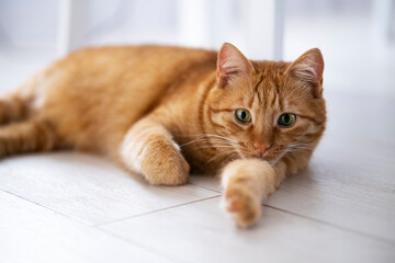 Cute ginger cat with green eyes lying on floor at home with white interior. Domestic orange stripe cat for advertising of healthy happy pets life. Adorable animals.