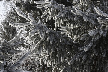 Hoar frost on trees in winter in Warmia, Poland