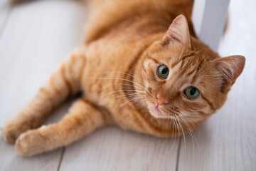 Close up beautiful ginger cat face with green eyes on floor at home with white interior. Domestic orange stripe cat for advertising of healthy happy pets life. Adorable animals.