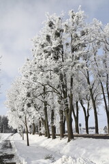Hoar frost on trees in winter in Warmia, Poland