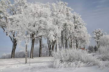 Hoar frost on trees in winter in Warmia, Poland