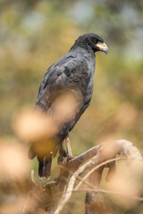 Fototapeta premium Great black hawk, in Pantanal Forest environment, Brazil. (Buteogallus urubitinga)