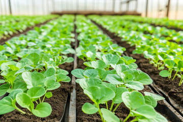 Young plants in a greenhouse