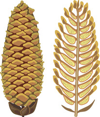 A male spruce cone and a male spruce cone in cross-section on a white background