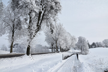 Hoar frost on trees in winter in Warmia, Poland