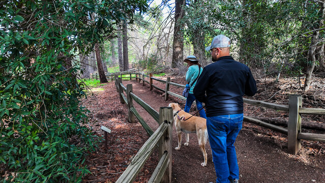 A Son and Mom on the Trail with their Daog in a Conifer Forset