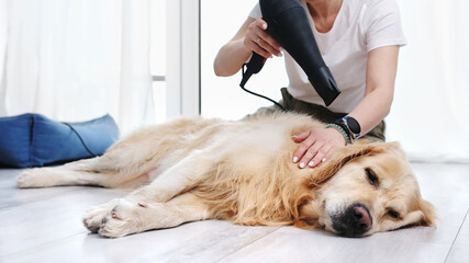 Woman Drying Dog At Home With Hairdryer, Grooming Golden Retriever Dog At Home