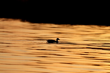 Silhouette of a duck swimming on a calm lake during a golden sunset