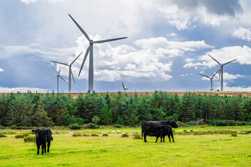 Wind Farm, southeast Scotland, UK	