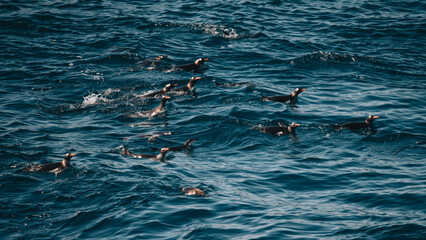 Beautiful Gentoo Penguins Antarctica Swimming Porpoising in Ocean. Splashing Wildlife in Natural Habitat. Many Pairs in Group Blue Water. © And They Travel
