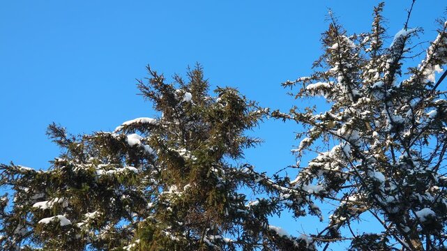 Snow-covered Fir Spruce trees against blue sky. Consequences of Winter storm in Serbia. Meteorological condition. Climate change. Weather forecast. Solar anticyclone. Coniferous forest. Christmas tree