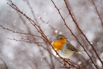 Fototapeta premium Close up of a European robin bird perched on thorny branches in a snowy winter setting