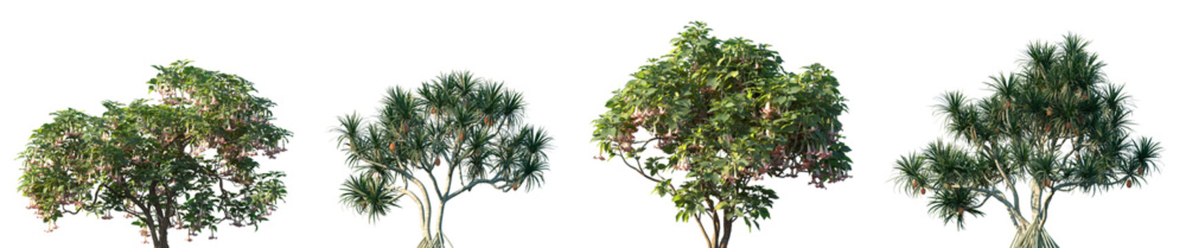 Set of Brugmansia versicolor and Pandanus tectorius frontal street trees isolated png on a transparent background perfectly cutout