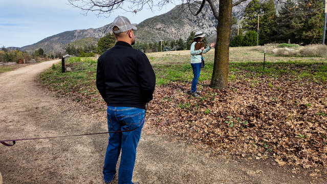 Forestry Biologists Evaluating and Discussing the impact of an invasive species attacking keystone  Oak Trees in Southern California as they investigate the effects and spread of Gold Spotted Borer