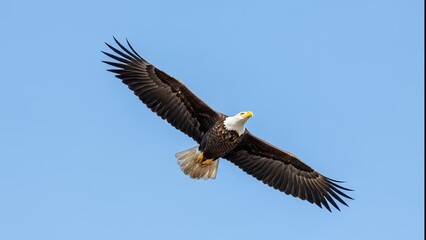 Fototapeta premium Bald Eagle soaring with widespread wings against a clear blue sky