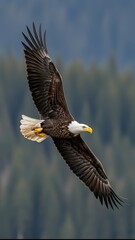 Obraz premium Majestic Bald Eagle flying with spread wings against a blurred forest background