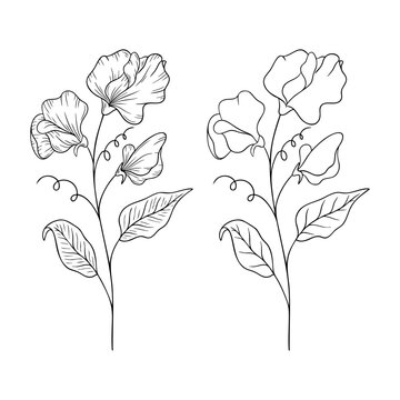 Sweet pea - April birth month flower, line art vector set in monochrome style. Hand drawn botanical illustration. Floral sketch expressing individuality, minimalism and tattoo design concepts.