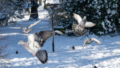 Close up of pigeons flying above snow covered ground in a European winter park