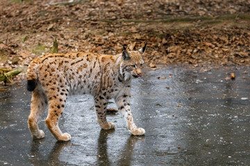 Obraz premium Lynx on ice. Eurasian lynx, Lynx lynx, walks on frozen forest lake. Beautiful wild cat in nature. Cute animal with spotted orange fur. Beast of prey in frosty day. Predator in habitat. Adorable bobcat