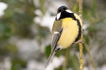 Fototapeta premium Close up of a small yellow and black bird perched on a branch in a European winter setting