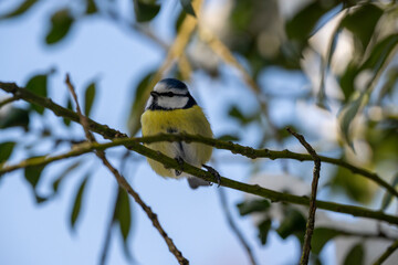 Close up of a small blue tit bird perched on a leafy tree branch during a winter day in Europe