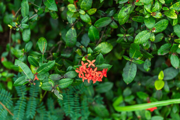 Close-up of vibrant red jungle geranium flowers blooming amidst lush green foliage in a tropical garden