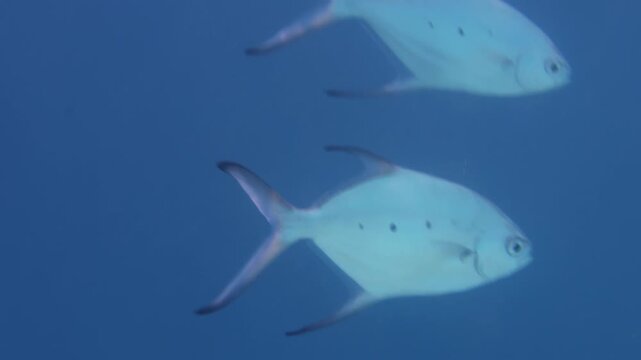 Silver pompano swimming in blue open water in Maldives