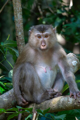 Fototapeta premium Wild monkey sitting on tree branch in tropical forest