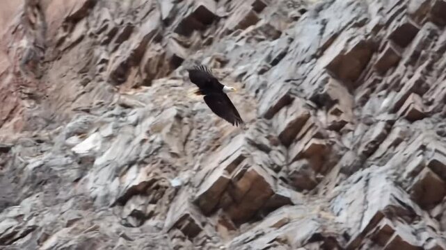 Majestic large bird, possibly a condor or vulture, soaring gracefully by a rugged rocky mountain cliff face. Wildlife in natural habitat.