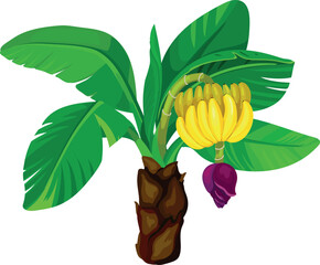 Banana plant with green leaves, yellow bananas and flower on white background