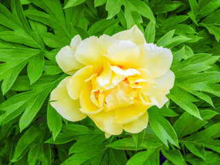 Bartzella Itoh Peony Growing In The Garden In Spring