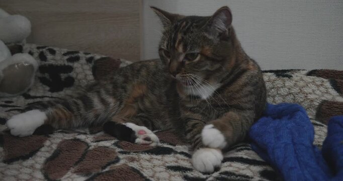 Loving tabby mother cat diligently cleaning and grooming her adorable little kitten lying on a cozy leopard print blanket, showcasing a tender moment of maternal care and affection.