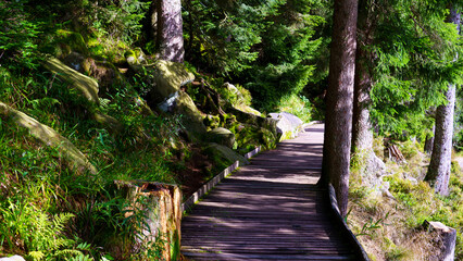 Wooden path made of planks in a natural landscape. Boardwalk road in nature, outdoor scenery.