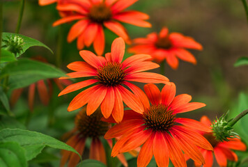 A group of Orange colored Echinacea flowers or Coneflowers growing in a garden.