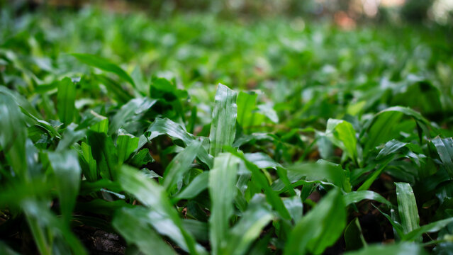Close-up of green ground cover plants with fresh leaves and natural textures, creating a calm and lush nature background.