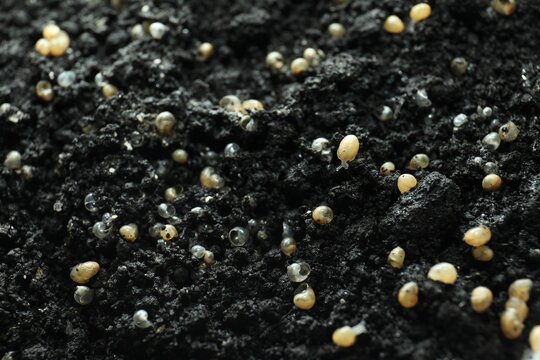 Many snail babies on soil, closeup view