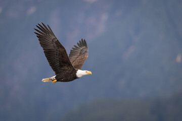 Obraz premium A Bald Eagle (Haliaeetus leucocephalus) flies over the Tongass National Forest, Alaska. 