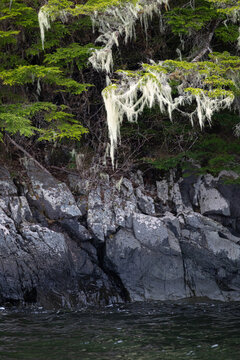 Moss-covered Sitka Spruces and Western Hemlock dangle over the tideline in Alaska's Tongass National Forest. 