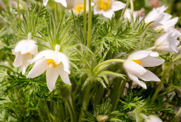 Spring bloom of white anemone flowers